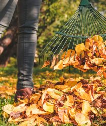 2HDYRJP Raking fallen leaves in garden at autumn. Woman with rake cleaning the leaves from lawn at backyard.