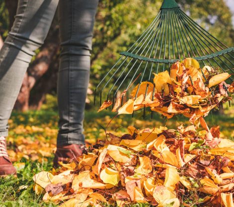 2HDYRJP Raking fallen leaves in garden at autumn. Woman with rake cleaning the leaves from lawn at backyard.