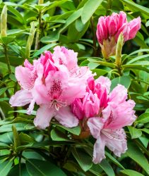 Rhododendron hybrid Albert Schweitzer (Rhododendron sp) in bloom