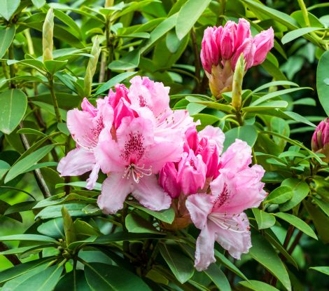 Rhododendron hybrid Albert Schweitzer (Rhododendron sp) in bloom