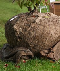 Tree,Roots,Rootball,Transplant,Gardening,Agriculture,Plant,Nature,Soil.,Natural