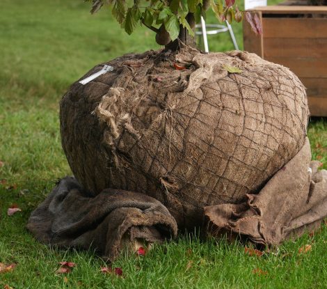 Tree,Roots,Rootball,Transplant,Gardening,Agriculture,Plant,Nature,Soil.,Natural