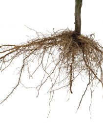 Strong bare root structure