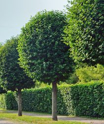 trimmed trees stand along the alleys of the city park