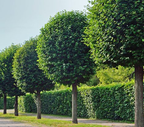 trimmed trees stand along the alleys of the city park