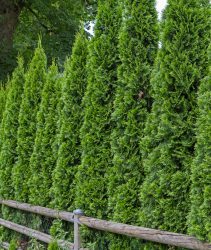 Thuja fence