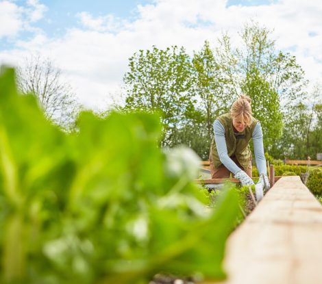 Mature woman, outdoors, gardening F0A81G Mature woman, outdoors, gardening