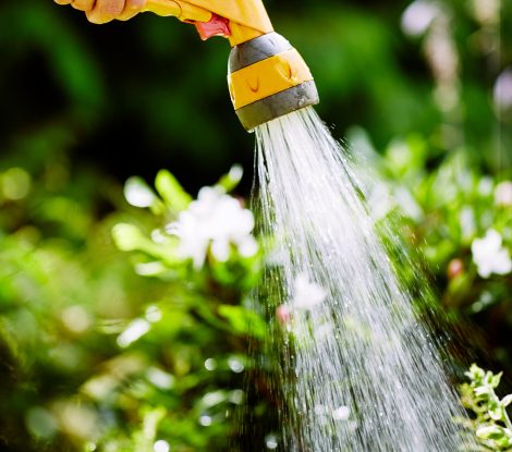 JY96TH Woman watering plants in the garden