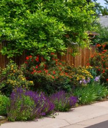 A,Beautiful,Mix,Of,Colorful,Rose,Bushes,And,Other,Flowers