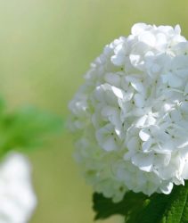 beautiful white blooming hydrangea