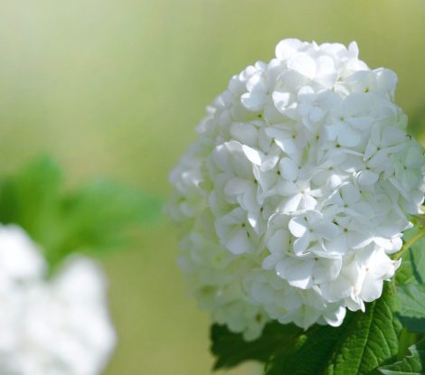 beautiful white blooming hydrangea