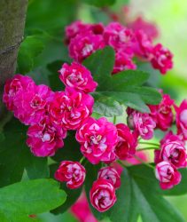 T6WN92 Crataegus Pauls Scarlet Tree. Flowering branch of Crataegus