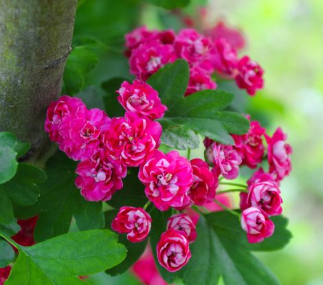 T6WN92 Crataegus Pauls Scarlet Tree. Flowering branch of Crataegus