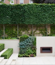 espalier trees 4