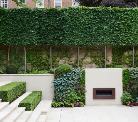 espalier trees 4