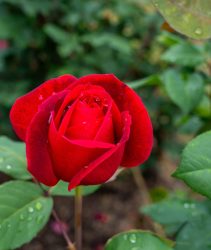 2XAW07C A Mister Lincoln Rose flower growing in the garden. United States.