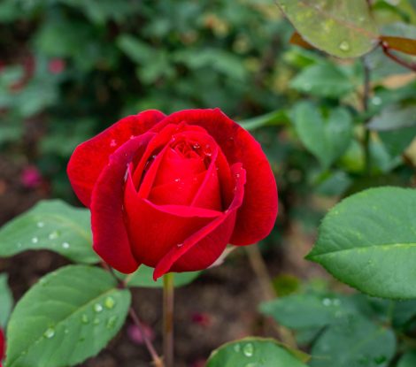 2XAW07C A Mister Lincoln Rose flower growing in the garden. United States.