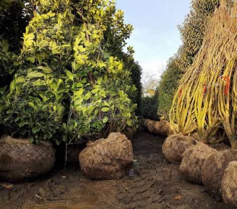 root-balls-470x415